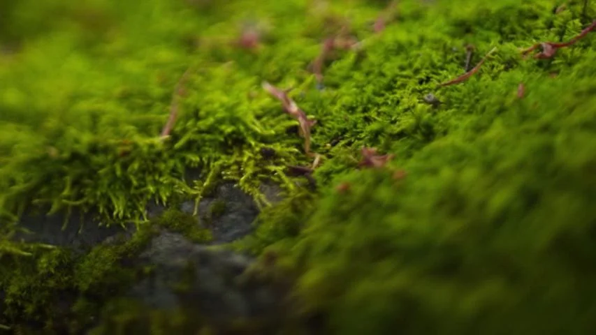 Touchy Feely (2013) movie still: closeup — A close-up view shows a cluster of thick green moss growing on stone. Scattered thin reddish organic…