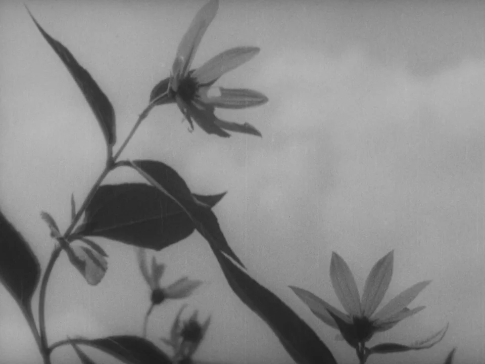 Stray Dog (1949) movie still: closeup — Several yellow wildflowers on green stems are positioned against a bright, hazy sky. The plants are captured…