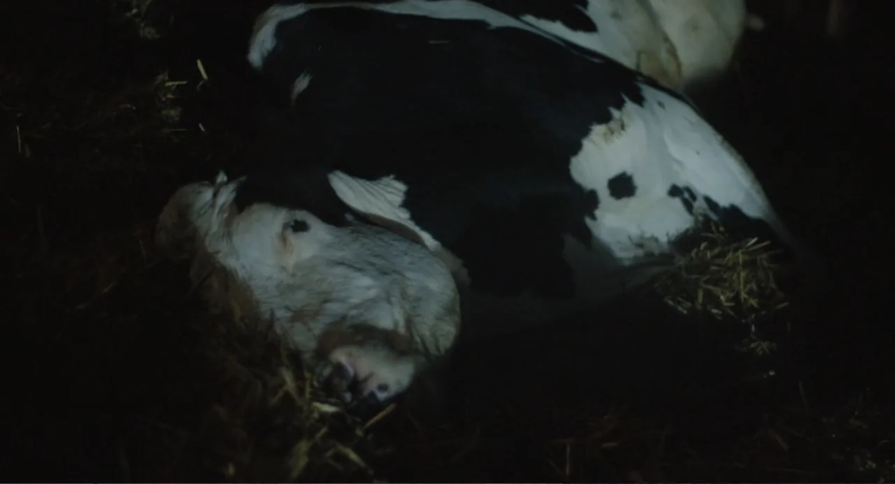 Cow (2022) movie still: medium — A dark barn interior with a cow resting on a pile of straw. The cow lies curled up on the hay in low-key lighting.