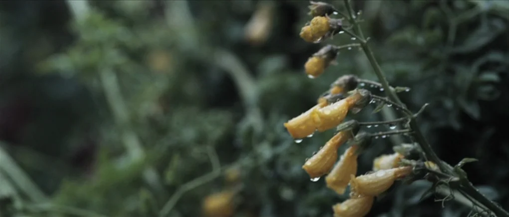 Down Terrace (2009) movie still: closeup — A close view of a plant with small yellow flowers covered in water droplets. The background is a soft…