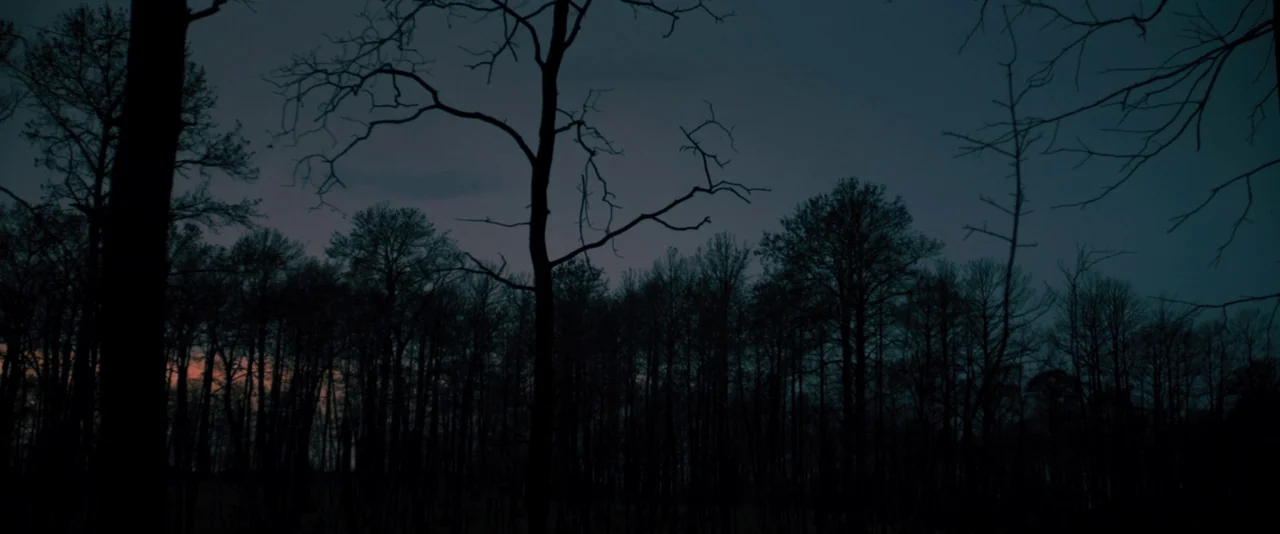 Prince Avalanche (2013) movie still: establishing — A dense grove of bare trees stands against a deep blue evening sky. A sliver of warm orange…