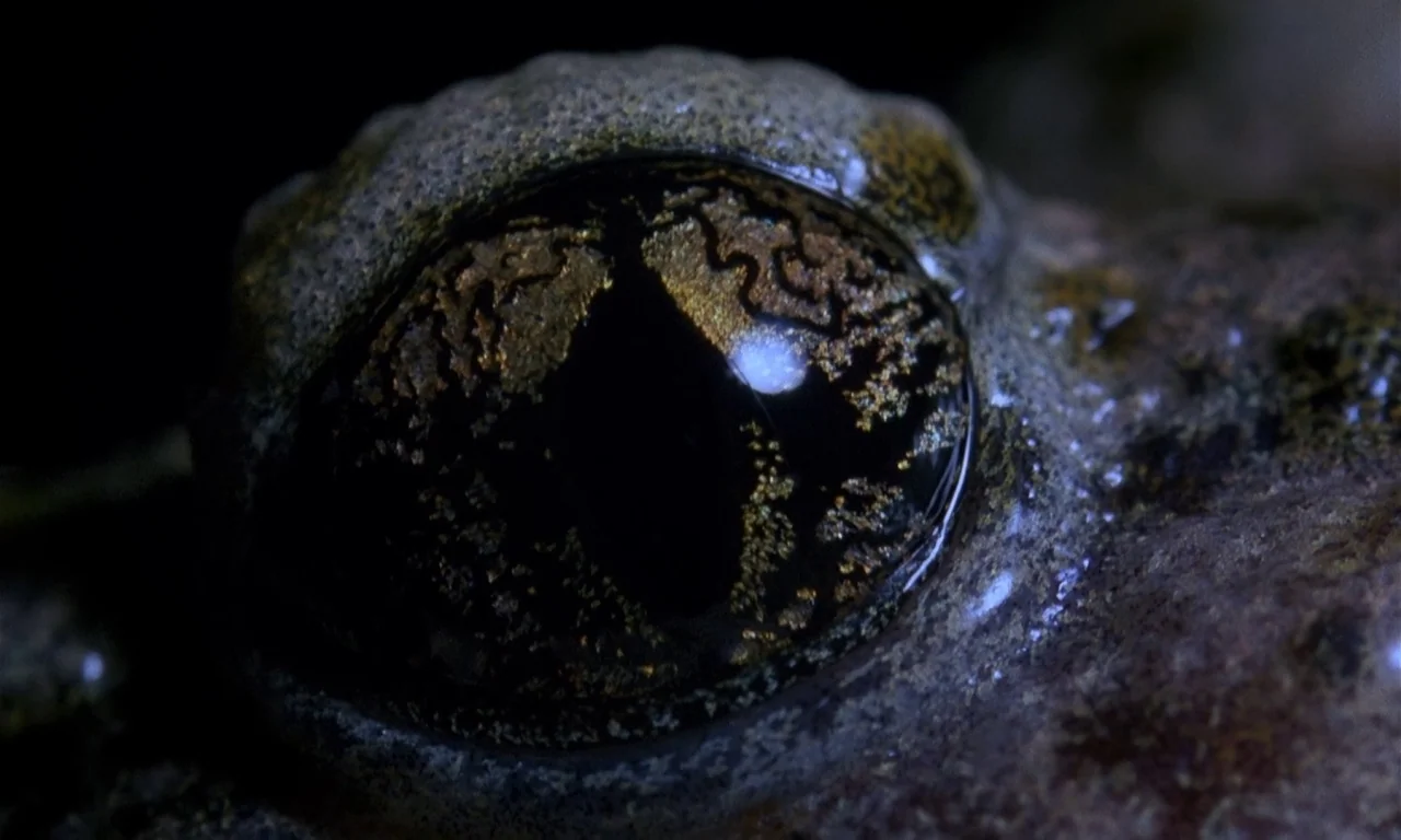 Microcosmos (1996) movie still: closeup — A extreme close-up shot of a textured amphibian eye in deep shadow. The dark pupil and golden-flecked iris…