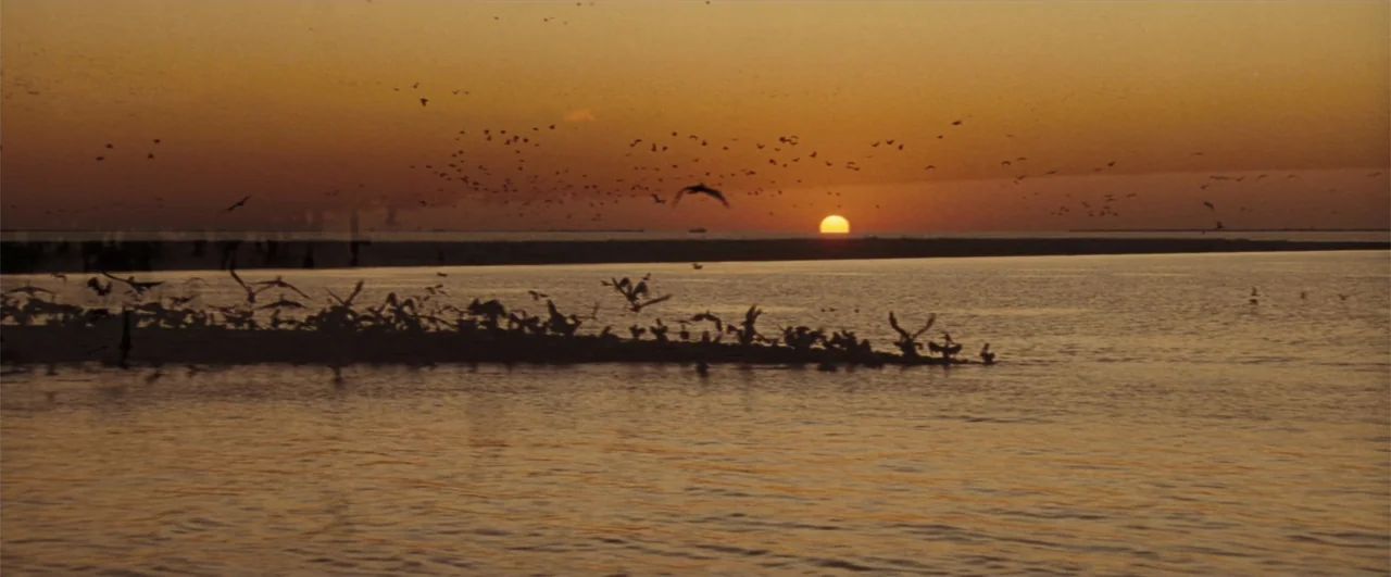 The Pelican Brief (1993) movie still: establishing — A vast expanse of water reflects the light of a setting sun. Numerous birds fly across the…