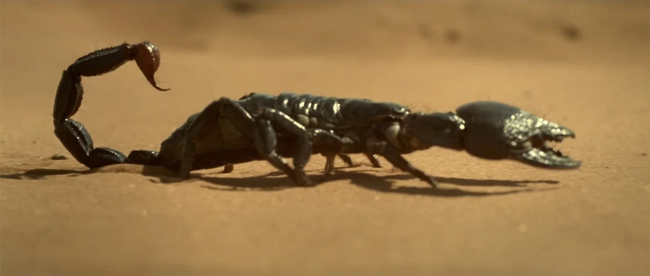 The Mummy Returns (2001) movie still: closeup — A dark scorpion moves across a vast expanse of smooth sun-bleached desert sand. The creature…