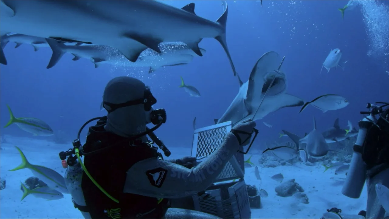 Zombie Sharks (2014) movie still: medium — A sandy ocean floor deep underwater filled with swimming sharks and tropical fish. A diver in full scuba…