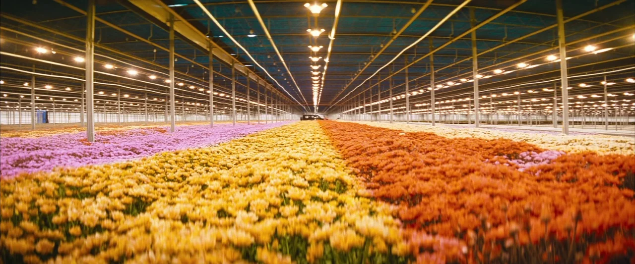 Layer Cake (2004) movie still: establishing — A massive indoor commercial greenhouse features vast rows of blooming flowers in vibrant colors. Rows…