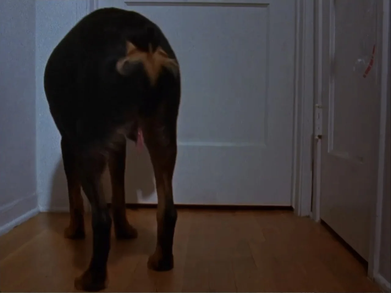 The Living End (1992) movie still: fullbody — A narrow domestic hallway with wooden floors leads to a white closed door. A rottweiler dog stands on…