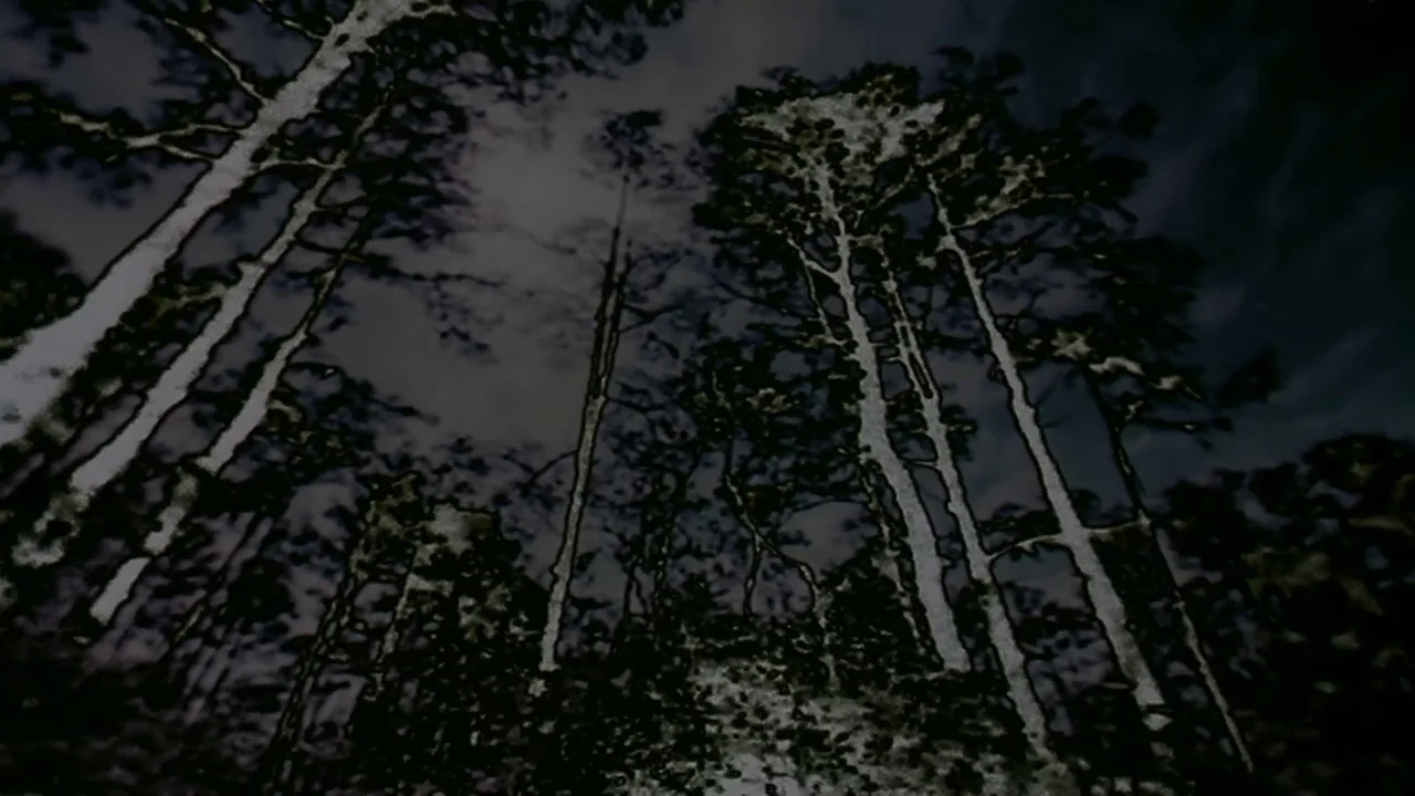 Naqoyquatsi (2002) movie still: wide — A dense forest canopy is visible at night with thin trees reaching toward the sky. Dark branches and textured…