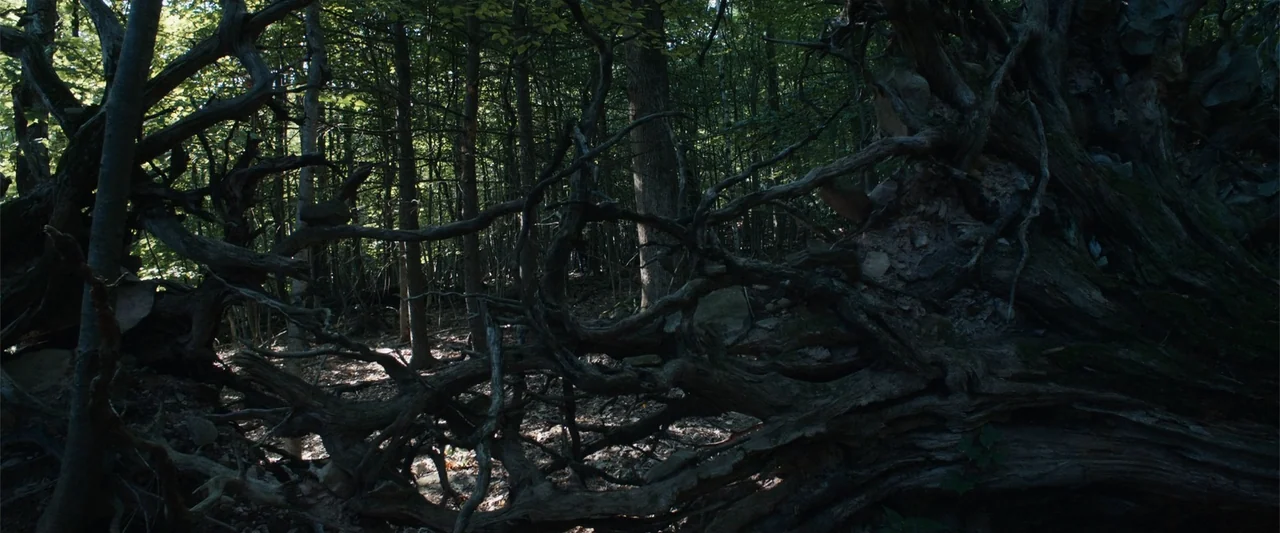 It Comes at Night (2017) movie still: wide — A dense forest floor features a massive, overturned tree with exposed tangled roots. The surrounding…