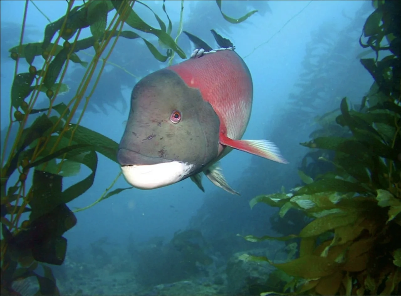 Dark Light: The Art of Blind Photographers (2009) movie still: medium — An underwater scene features a kelp forest with vertical ribbons of green…