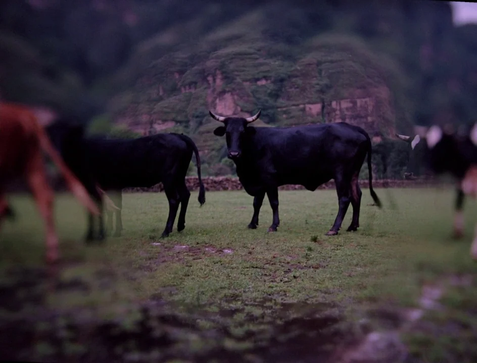 Post Tenebras Lux (2012) movie still: medium — A grassy pasture is set against a backdrop of steep, dark mountain slopes. A black cow stands in the…