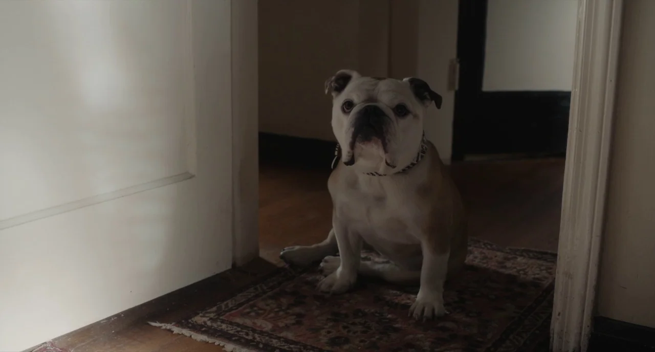 Paterson (2016) movie still: medium — A domestic interior features a white and brown bulldog sitting on a patterned rug. The dog is positioned…