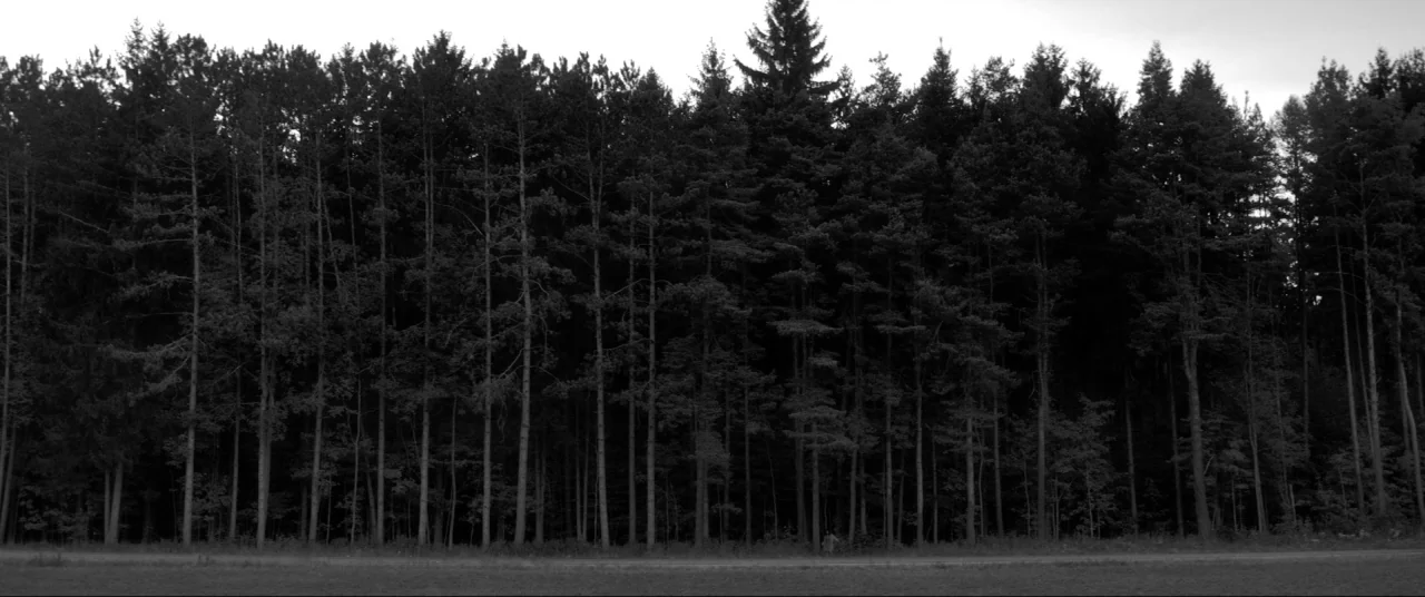 The Eyes of My Mother (2016) movie still: establishing — A dense line of tall coniferous trees stands before an open field. The scene is presented…