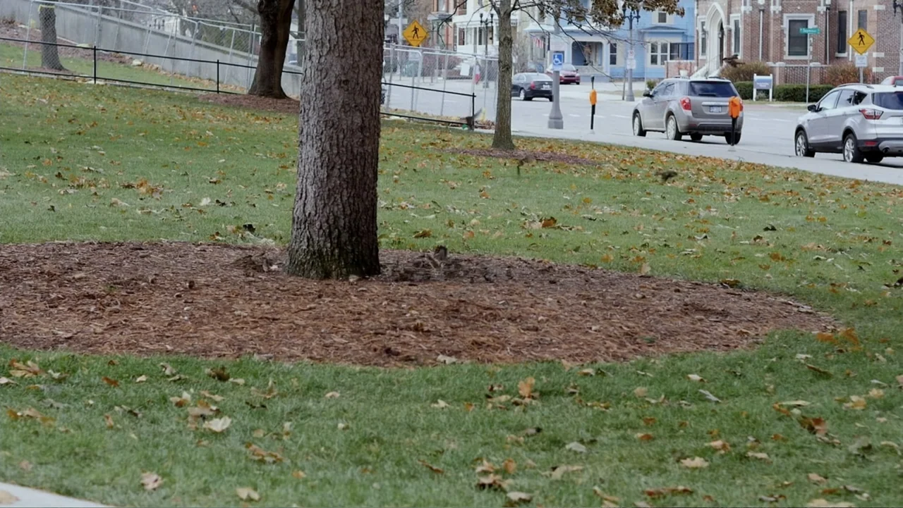 At the Heart of Gold: Inside the USA Gymnastics Scandal (2019) movie still: establishing — A public park area features a central tree surrounded by…