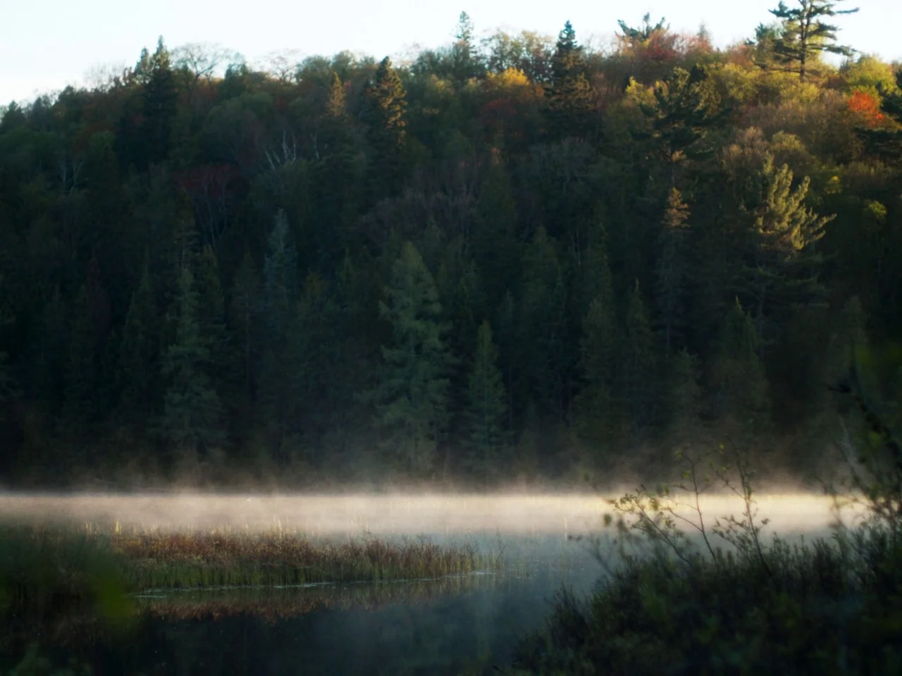 In A Violent Nature (2024) movie still: establishing — A dense coniferous forest borders a small lake under a pale morning light. Mist floats low…