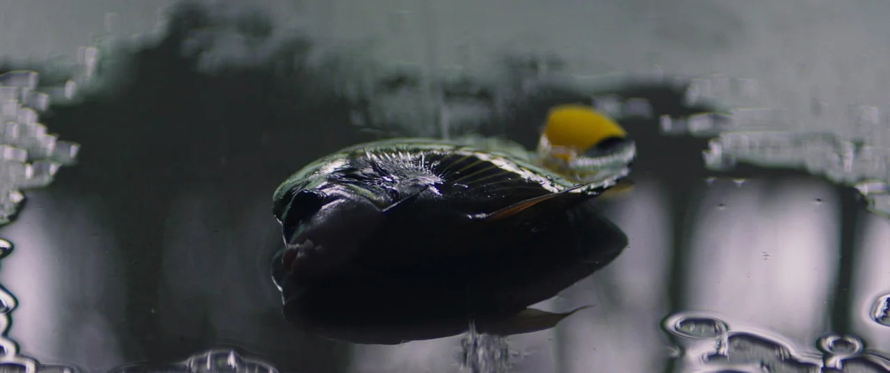 Inside (2023) (2023) movie still: closeup — A small fish rests on a dark reflective pool of standing water outdoors. The surface is rippled by light…