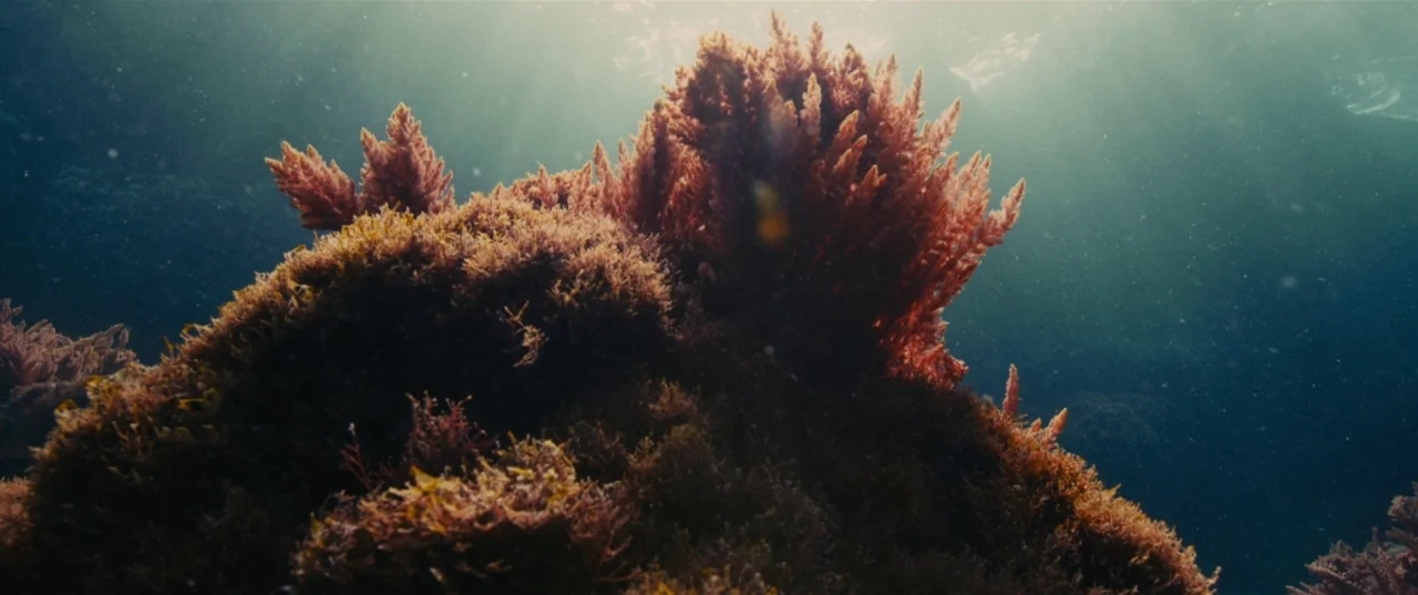 Evolution (2015) movie still: establishing — A cluster of reddish coral sits on the ocean floor under sunlit water. Tiny suspended particles drift…