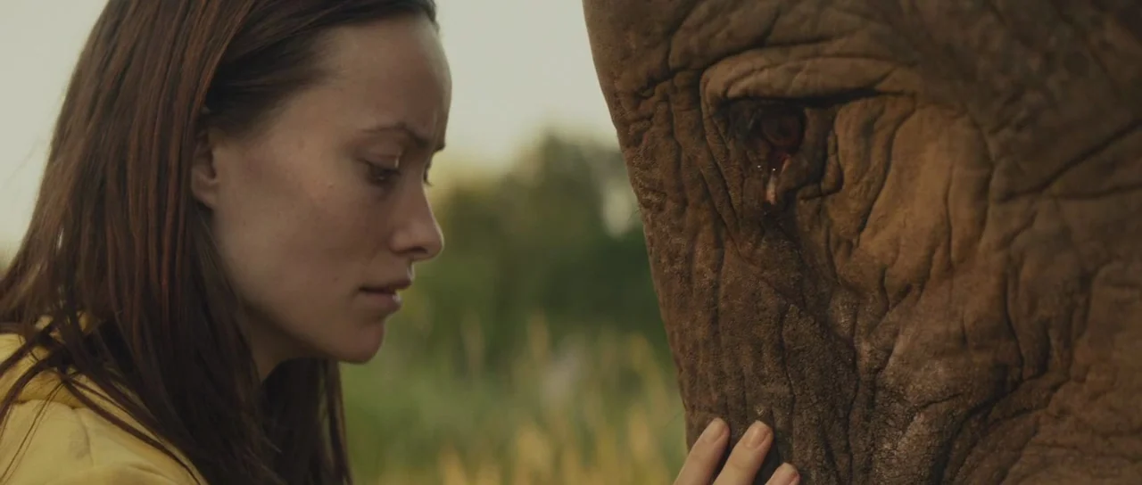 Meadowland (2015) movie still: medium — An outdoor field with tall grasses during the warm light of golden hour. A woman stands in close proximity…