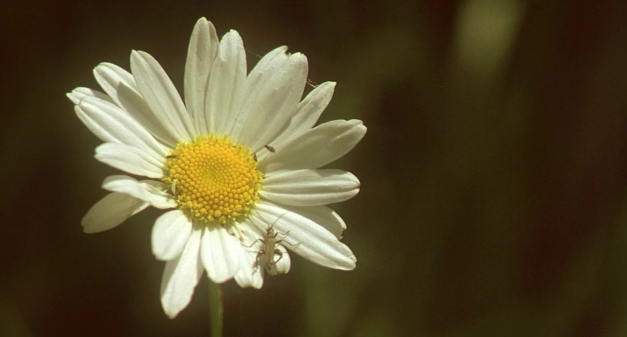 Making of: I Am Love (2009) movie still: closeup — A single white daisy with a bright yellow center sits against a dark background. A small insect…