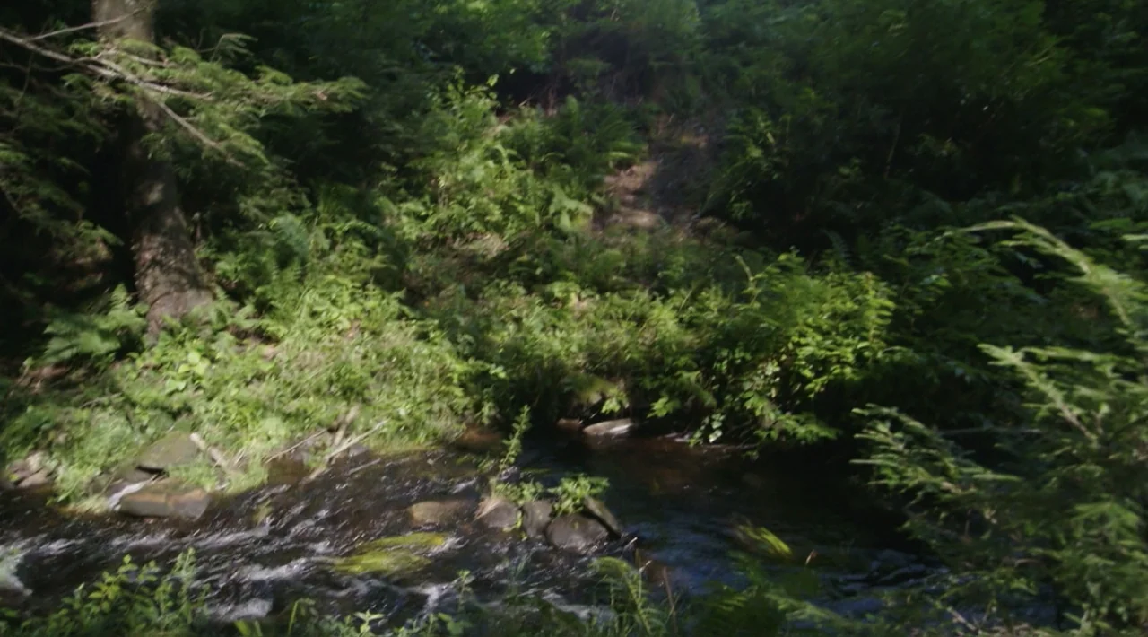 The Divided Soul of America (2019) movie still: establishing — A dense forest floor features a small, flowing stream surrounded by lush green ferns.…