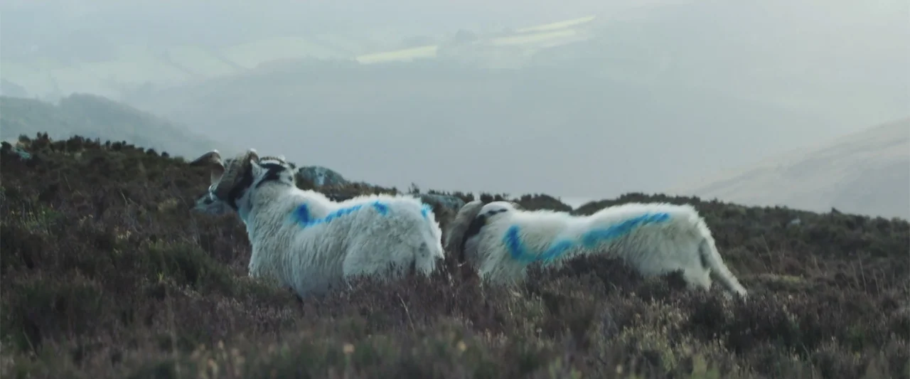 Bring Them Down (2025) movie still: medium — A rolling hillside is covered in patches of heather and grass under overcast skies. Two white sheep…