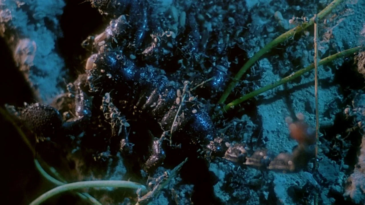 The Bride with White Hair II (1993) movie still: closeup — A dark, textured forest floor features a large scorpion surrounded by numerous small…