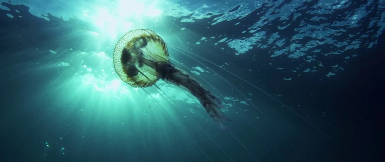 Sea Fever (2019) movie still: medium — A translucent jellyfish drifts through deep blue ocean water. Sunlight pierces the surface directly above the…