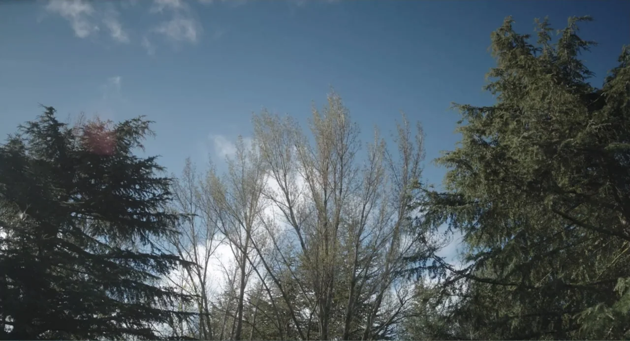 Los días azules (2025) movie still: establishing — A dense patch of forest canopy rises against a bright blue daytime sky. Bare branches of…