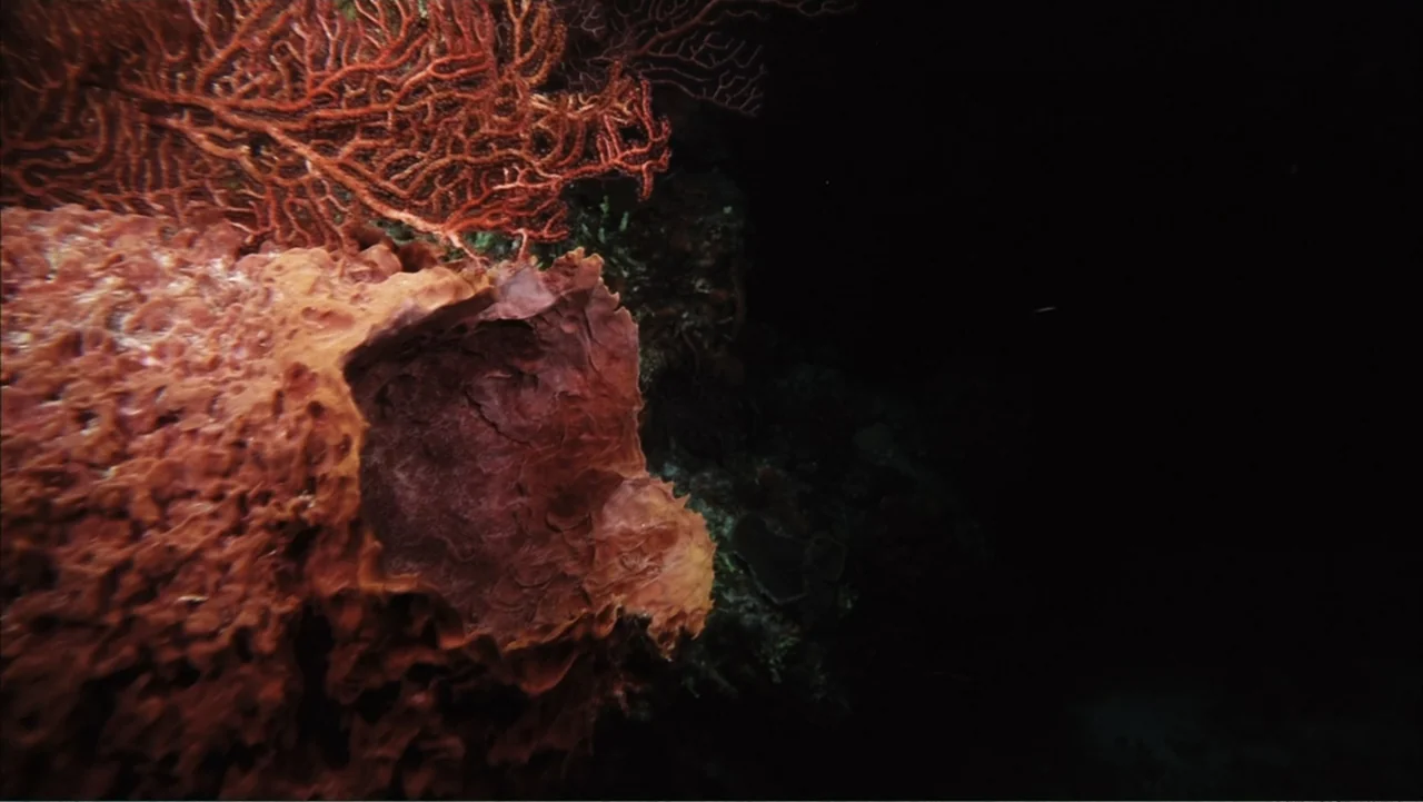 Deep Sea 3D (2006) movie still: closeup — A dark underwater environment features textured red barrel sponges and branching coral. The surrounding…