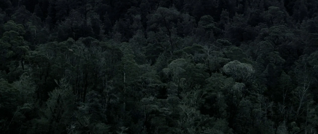 Van Diemens Land (2009) movie still: establishing — A dense, dark forest canopy stretches across the entire frame. The trees appear tightly packed…