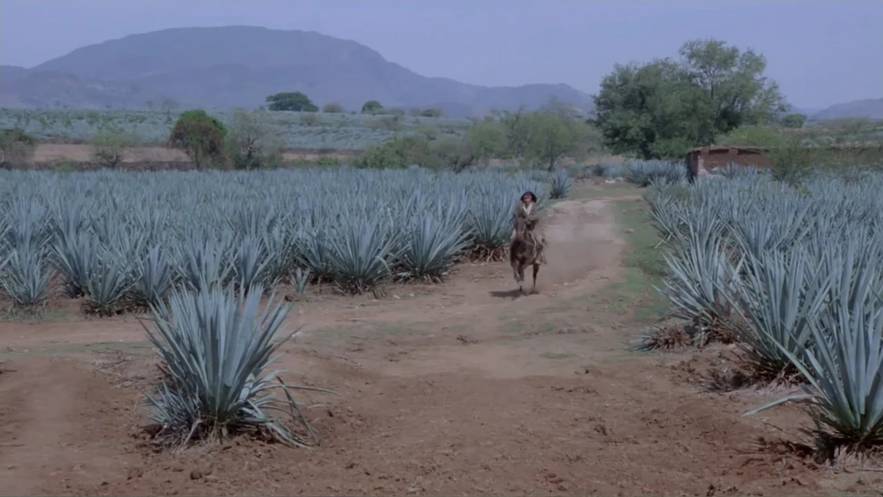 Toña Machetes (1985) movie still: wide — A vast field of blue agave plants stretches towards distant mountains under a hazy sky. A lone rider on…