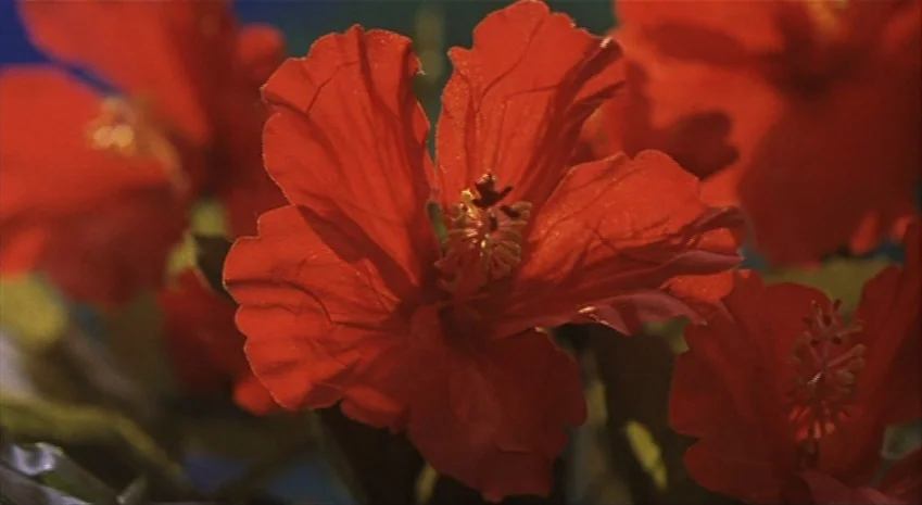 Rampo Noir (2005) movie still: closeup — A close-up view of vibrant red hibiscus flowers in a dense green garden setting. The central flower is in…