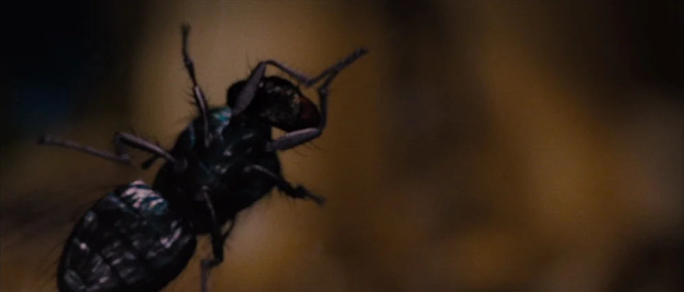 Drag Me to Hell (2009) movie still: closeup — A close-up view shows a black fly positioned against a blurred dark brown backdrop. The insect is…