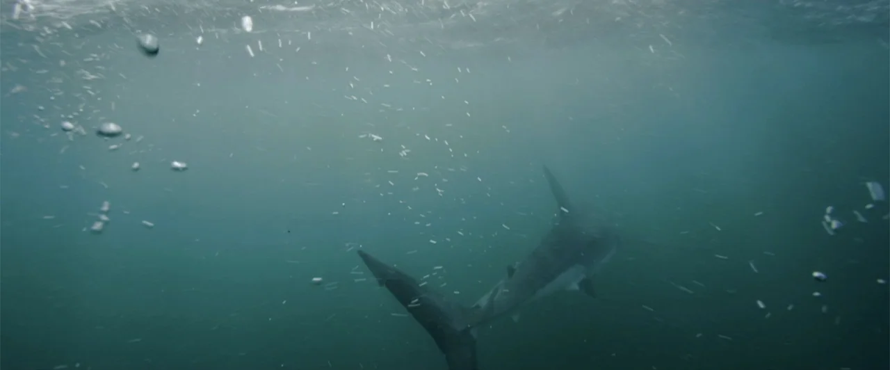 Lair of the Great White (2024) movie still: wide — Underwater view of a deep murky ocean environment with scattered small particulate matter. A…