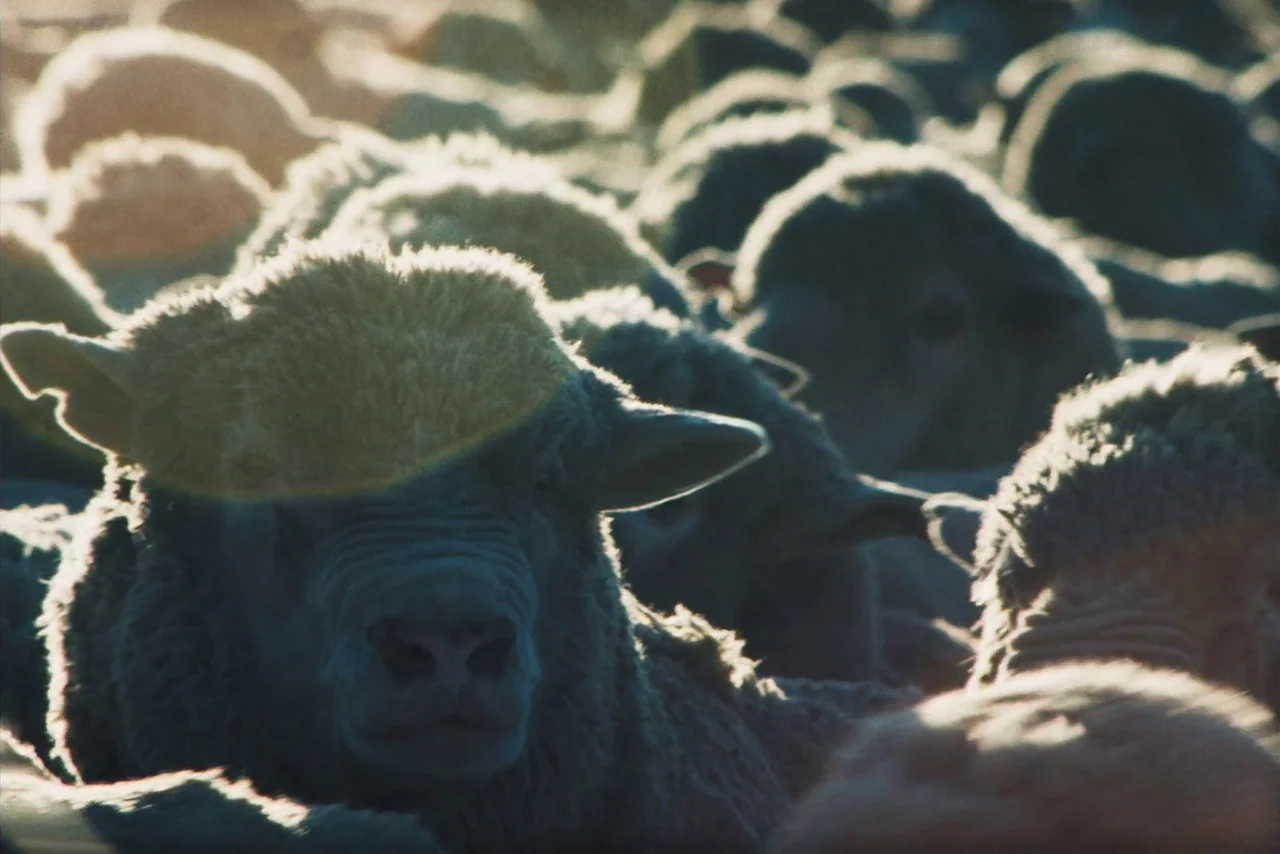 The Settlers (2023) movie still: medium — A dense herd of sheep stands closely together in an outdoor field at sunset. Golden sunlight illuminates…