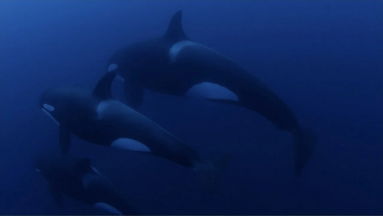 Zombie Sharks (2014) movie still: wide — Deep underwater marine environment with dark blue water and no background structures. Three orca whales…