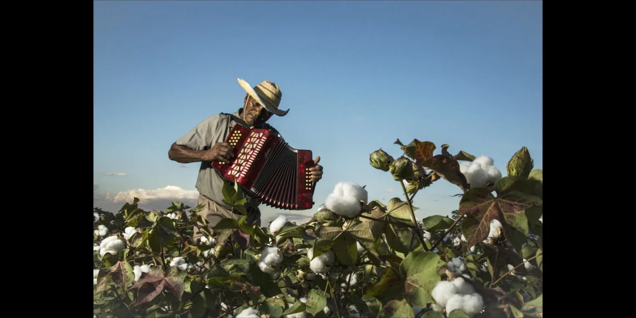 Leyenda Viva (2022) movie still: medium — An elderly man plays an accordion in the middle of a ripe cotton field. Sunlight casts a warm glow over…