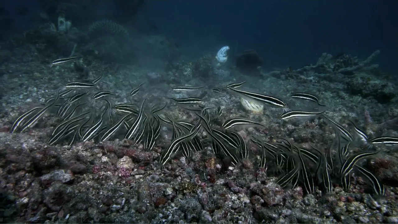 Wild Window: Bejeweled Fishes (2016) movie still: wide — A dark rocky ocean floor is scattered with sediment and small bits of debris. A large…