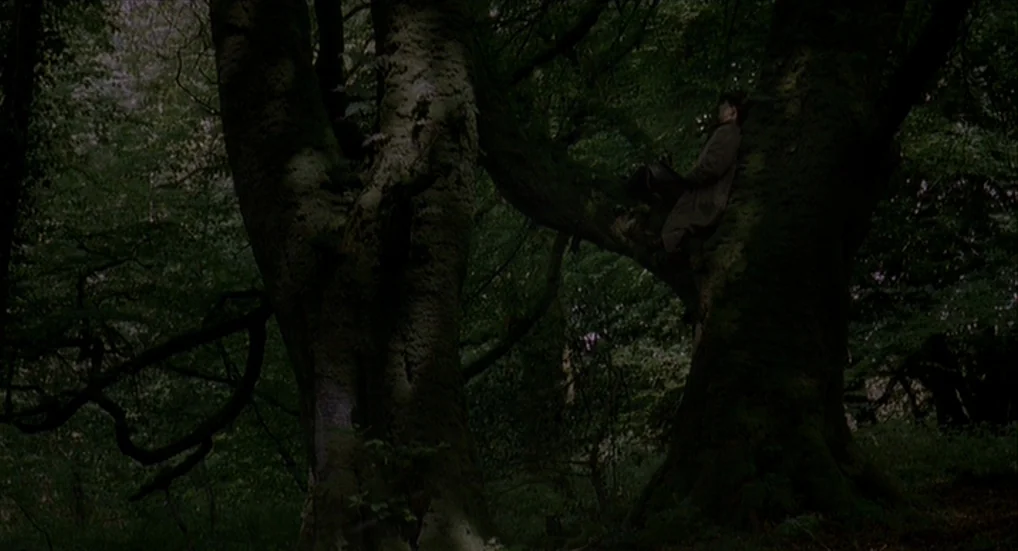 The Wind That Shakes the Barley (2006) movie still: wide — A dark, dense forest features two massive, gnarled tree trunks dominating the foreground.…