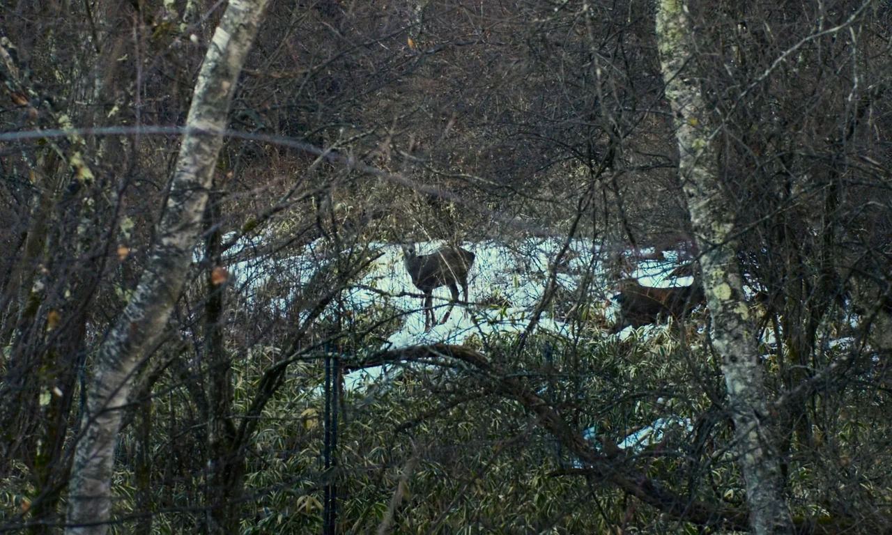 Evil Does Not Exist (2023) movie still: wide — A dense winter woodland contains tangled bare branches and low-lying shrubs. Two brown deer stand on…