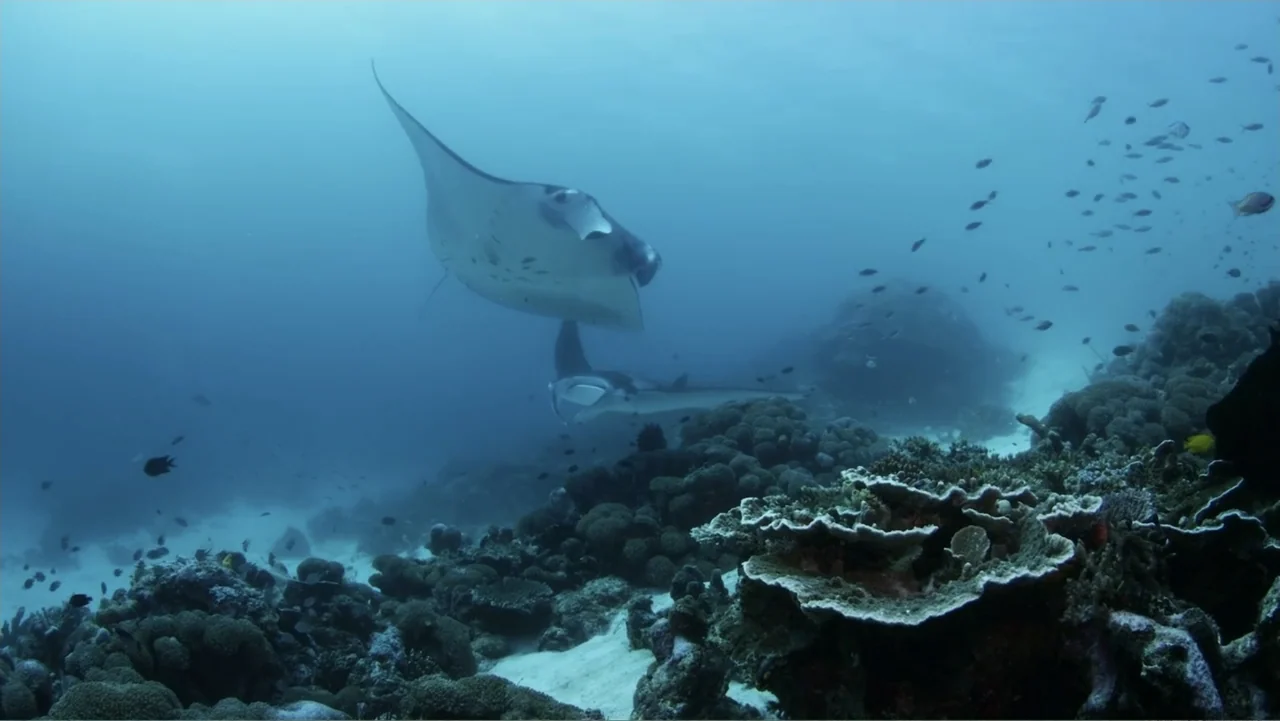 A Wild Window: Coral Kingdoms (2016) movie still: wide — An underwater scene features a coral reef floor with diverse marine life. Two large manta…