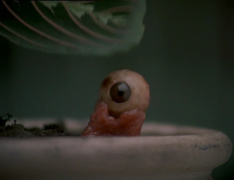 The Brother From Another Planet (1984) movie still: closeup — A single eyeball sits embedded in damp dark soil inside a beige ceramic planter. A…