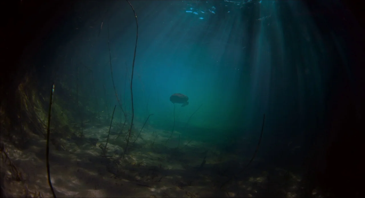 Voyage of Time (2016) movie still: wide — An underwater view of a sandy river or lake bed with thin aquatic plants. A single turtle swims in the…