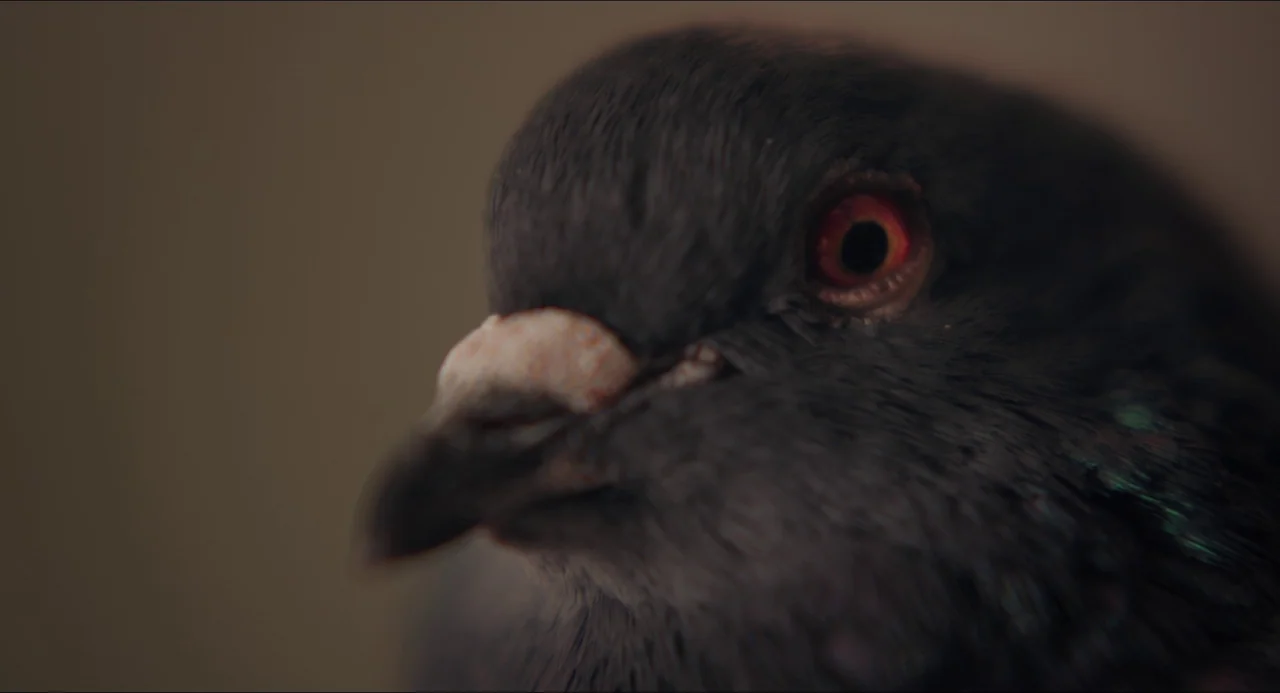 Transformers: Rise of the Beasts (2023) movie still: closeup — A close-up of a pigeon head shows the texture of its feathers and eye. The bird faces…