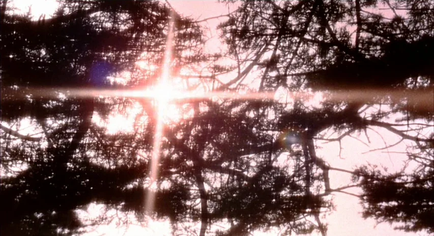 Witchfinder General (1968) movie still: establishing — Dense pine tree branches are silhouetted against a bright, sun-drenched pale sky. The sun…