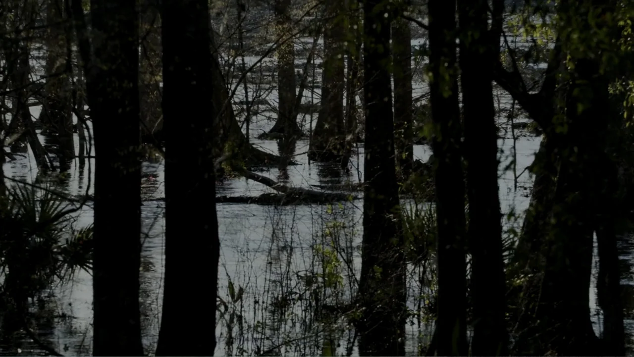 Kill Cavalry (2021) movie still: establishing — A dense swamp area features dark water surrounding thin tree trunks and vegetation. Calm water…