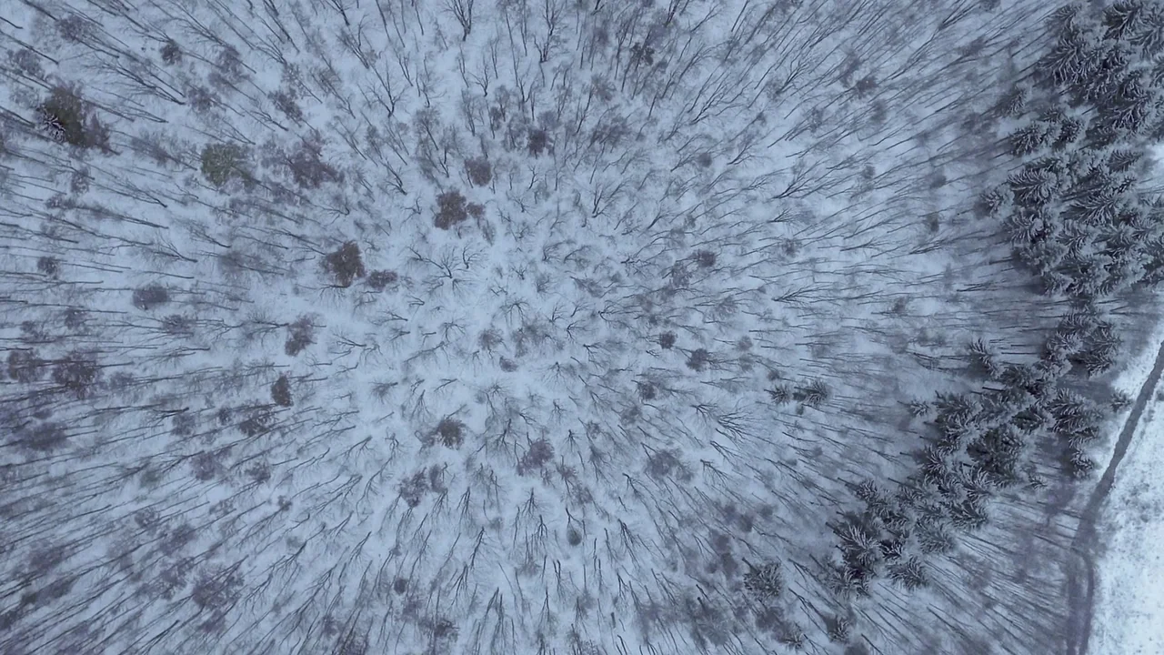 Snowbound (2017) movie still: establishing — A dense forest of leafless trees is completely blanketed in a thick layer of snow. The view is a direct…