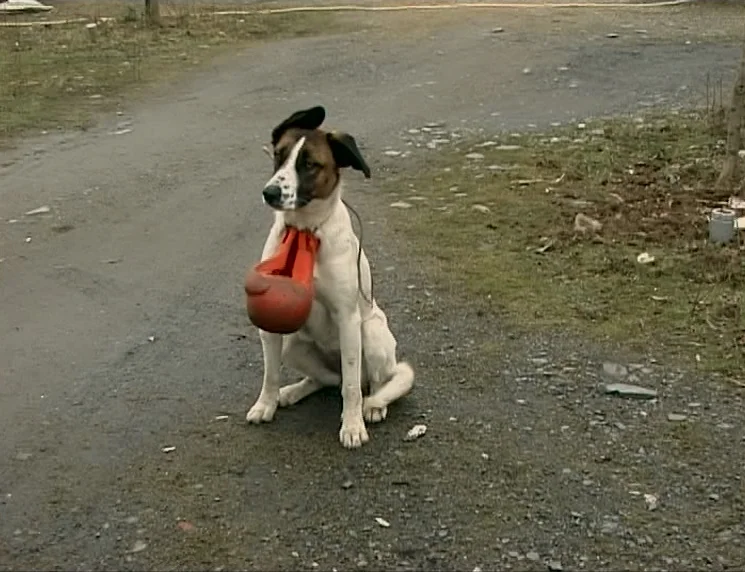The Gleaners & I (2000) movie still: fullbody — A rural dirt road with sparse grass and uneven terrain stretches into the distance. A dog with a…