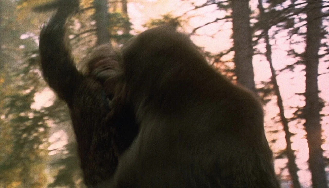Legends of the Fall (1994) movie still: medium — A dense patch of trees fills the frame with hazy sunlight filtering through branches. Two large…