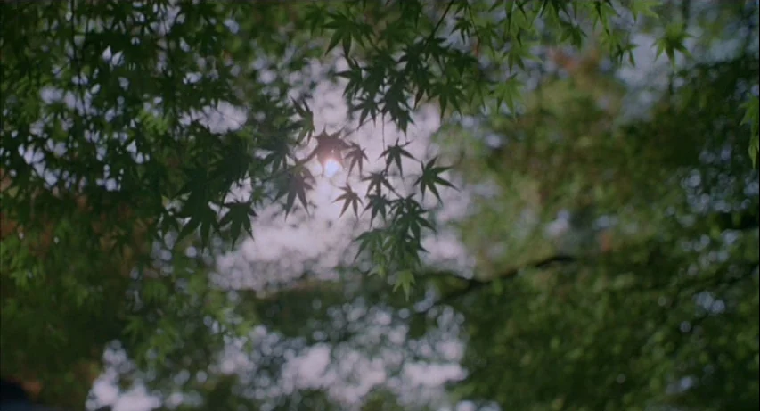 Lost In Translation (2003) movie still: establishing — Dense green maple leaves fill the frame with sunlight filtering through the gaps. The bright…